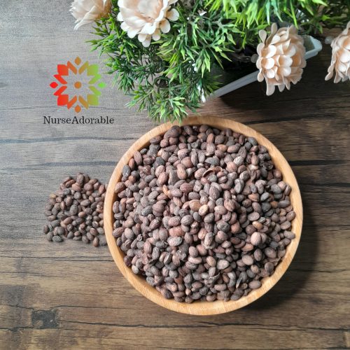 Miracle seed/Ghana seeds