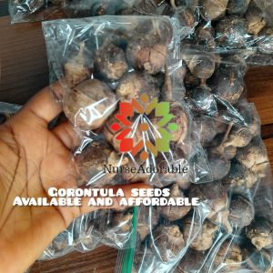 Gorontula seeds 100g
